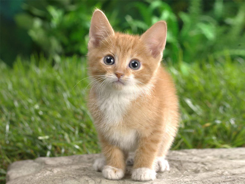 Kitten